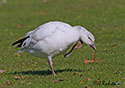 Chen caerulescens